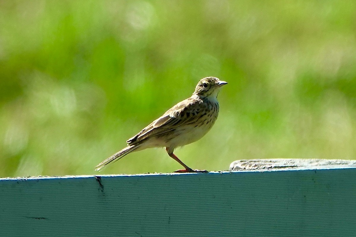 Australian Pipit - ML638387053