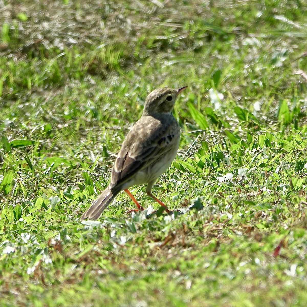 Australian Pipit - ML638387055