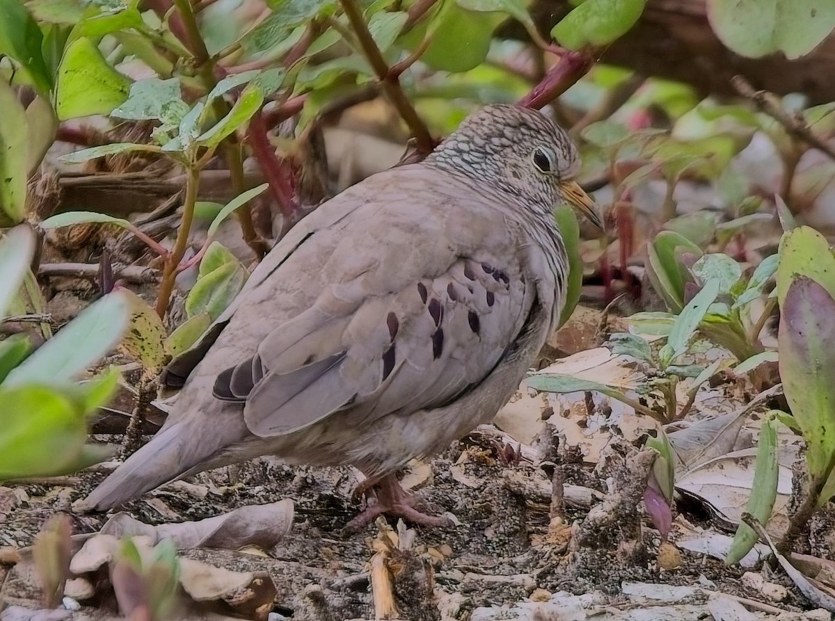 Common Ground Dove - ML638387123