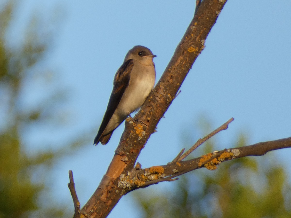 Northern Rough-winged Swallow - ML638387132