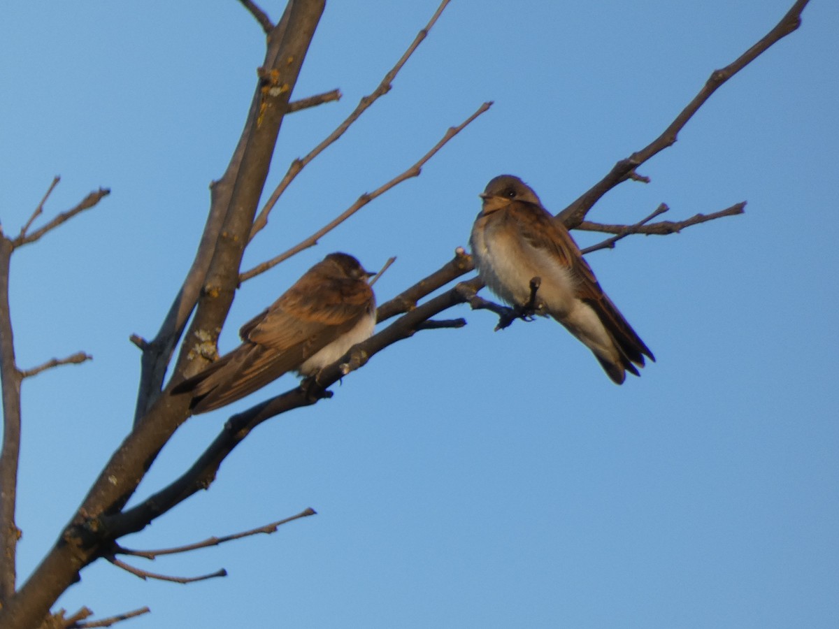 Northern Rough-winged Swallow - ML638387133