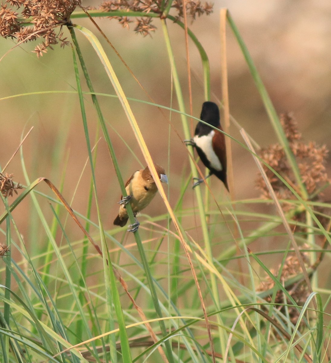 Tricolored Munia - ML638387150