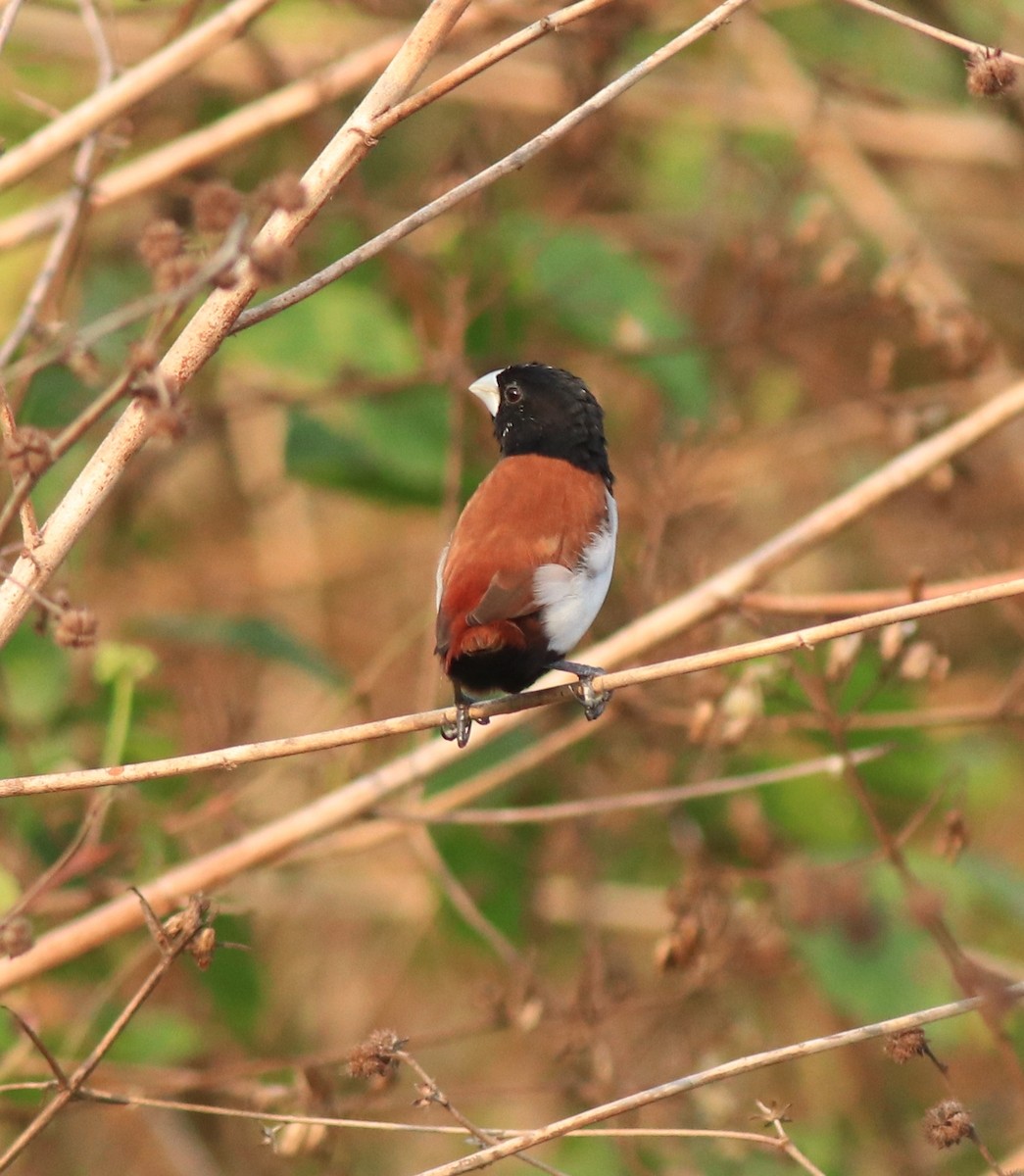 Tricolored Munia - ML638387151