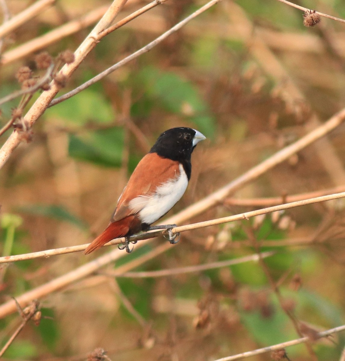 Tricolored Munia - ML638387152