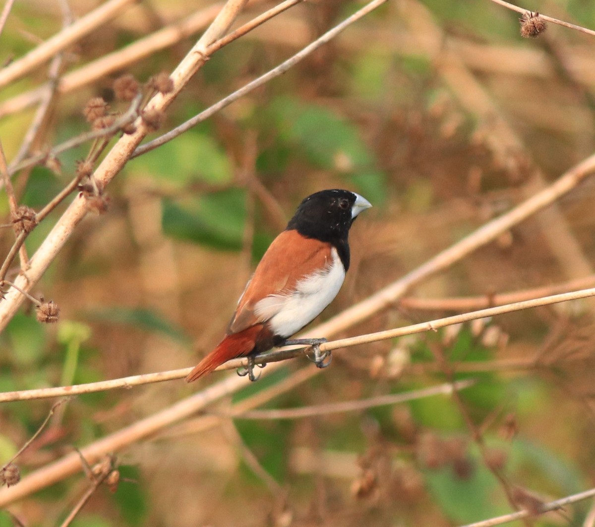 Tricolored Munia - ML638387154