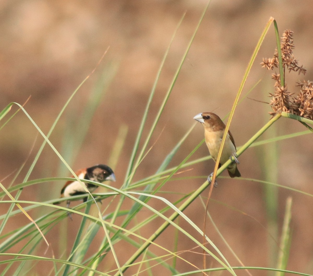 Tricolored Munia - ML638387156