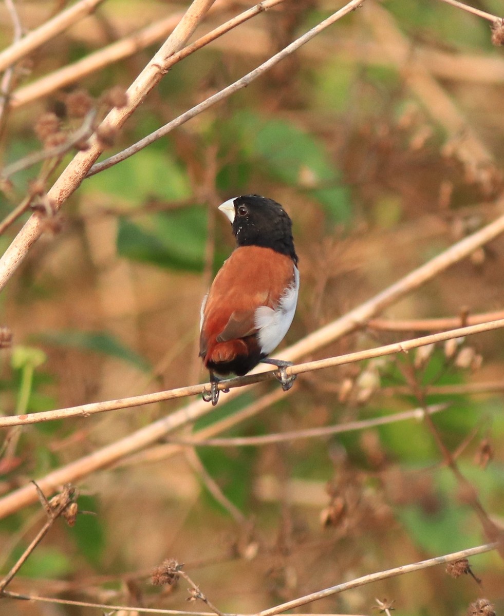 Tricolored Munia - ML638387158