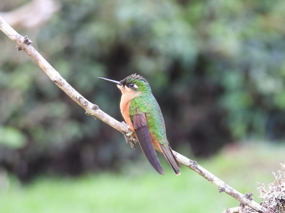 Versicolored Emerald - ML638387160