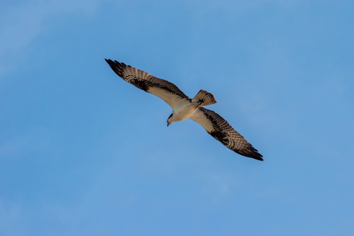 Osprey - ML638387176