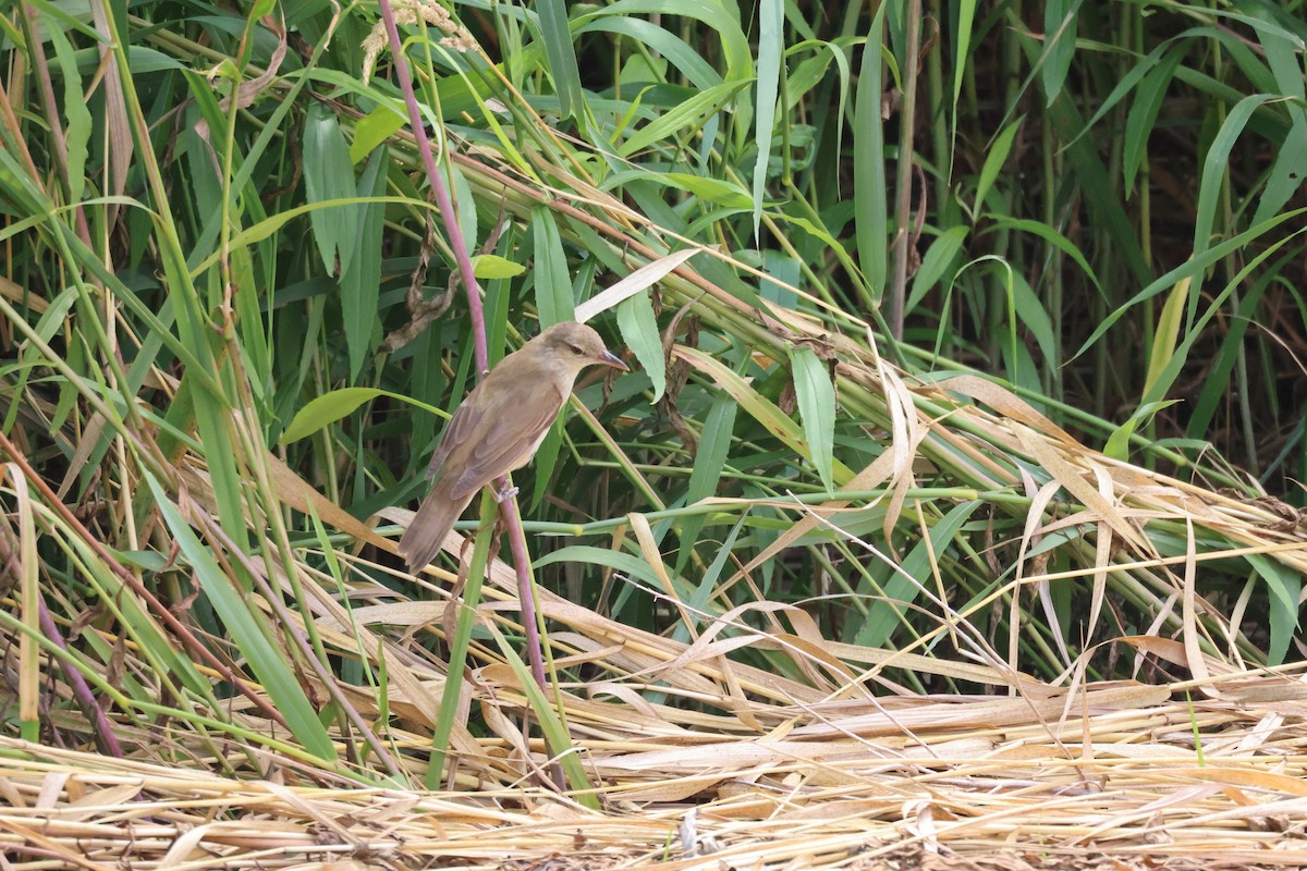 Sakhalin Grasshopper Warbler - ML638387178