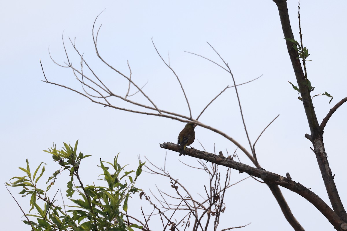 Oriental Greenfinch - ML638387184