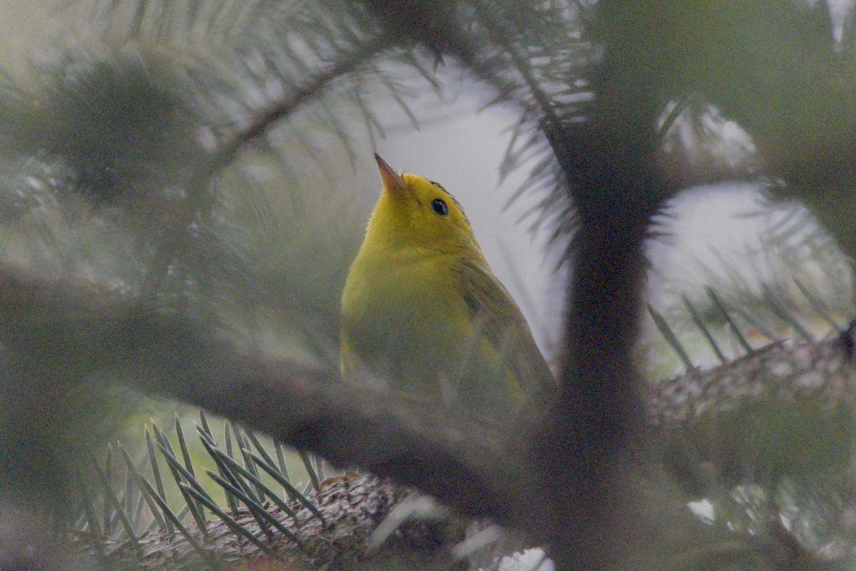Wilson's Warbler - ML638387193