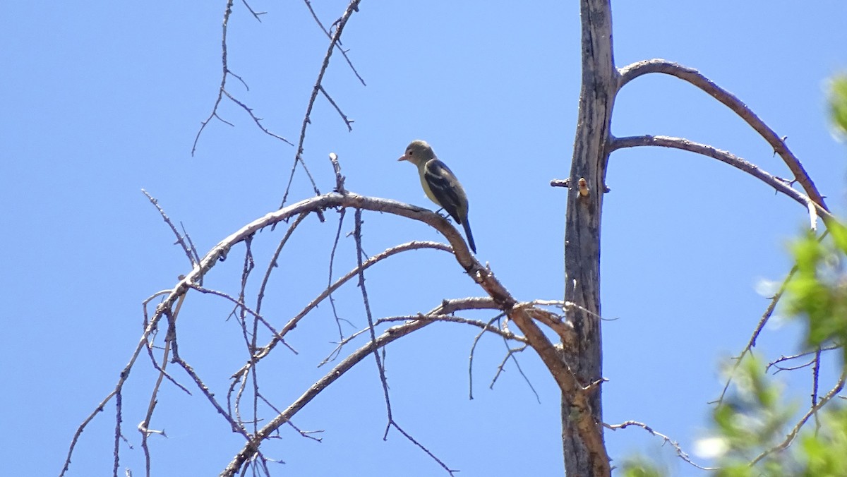 Western Tanager - ML638387197