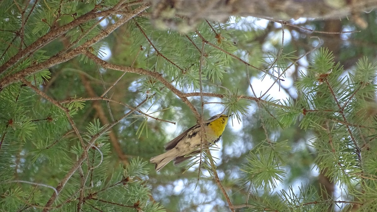 Grace's Warbler - ML638387207