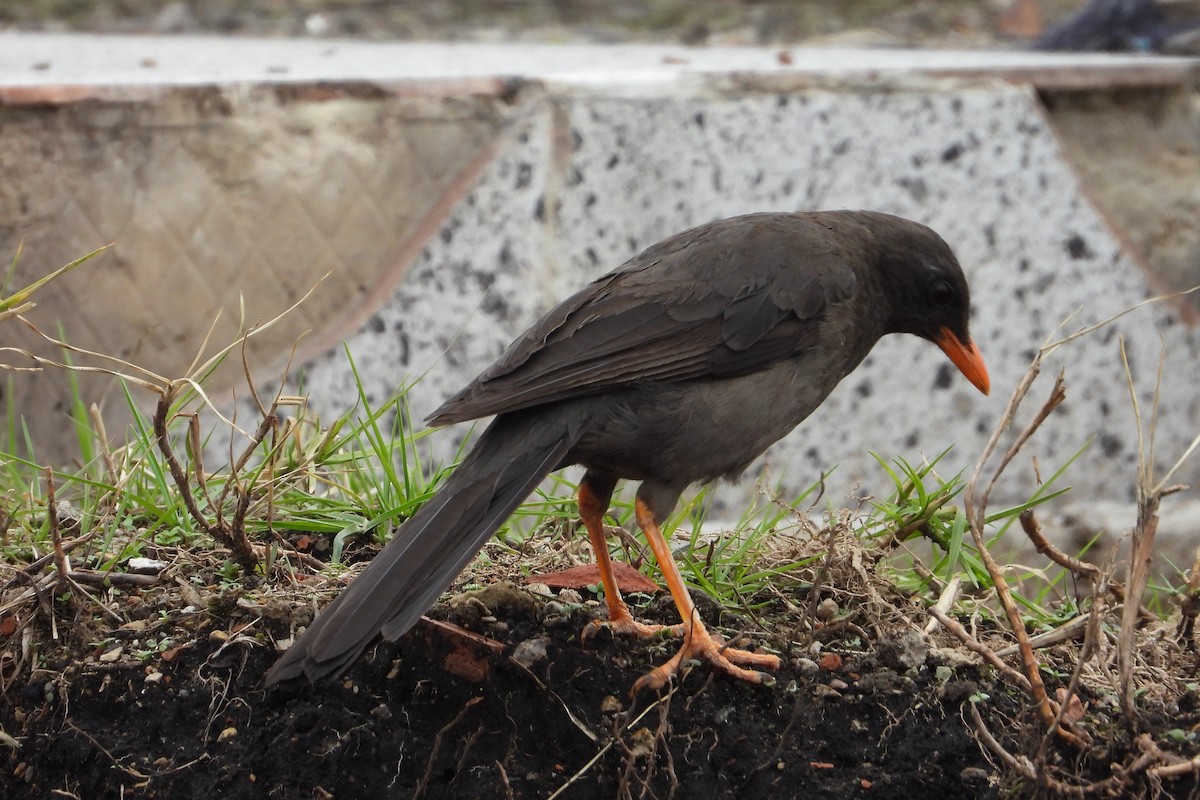 Great Thrush - ML638387210