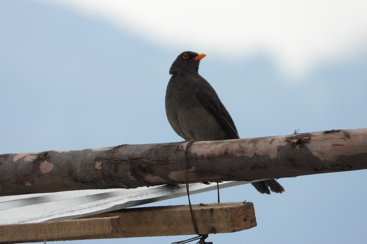 Great Thrush - ML638387211