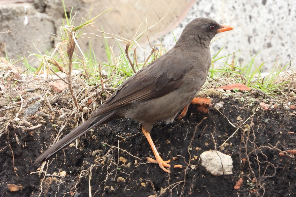 Great Thrush - ML638387212