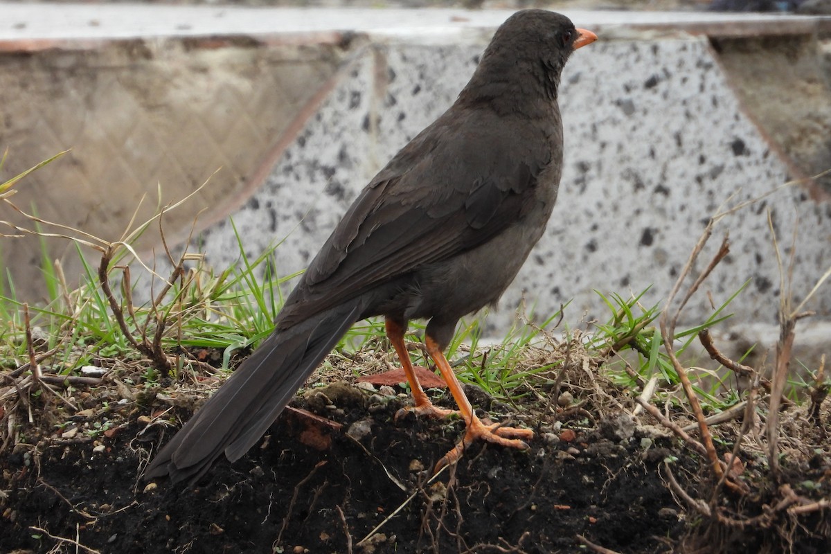 Great Thrush - ML638387213