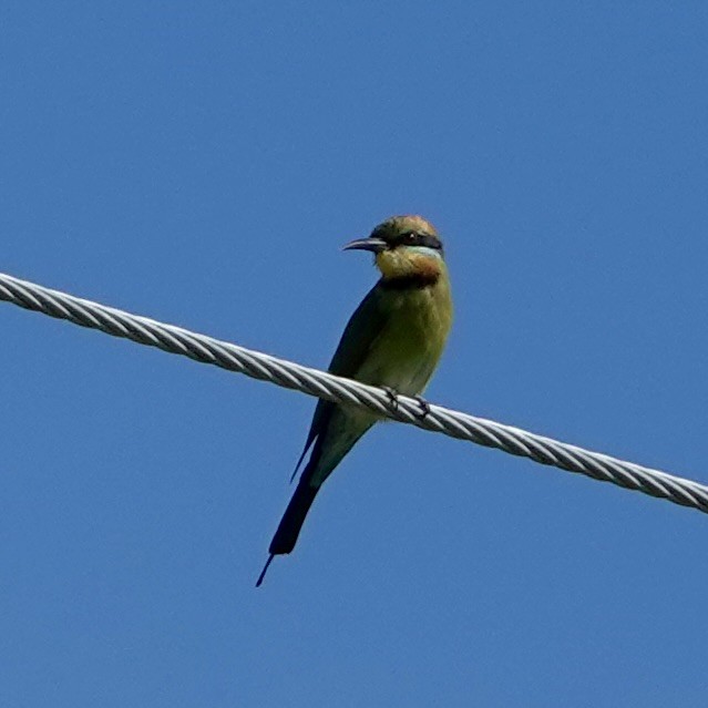 Rainbow Bee-eater - ML638387217