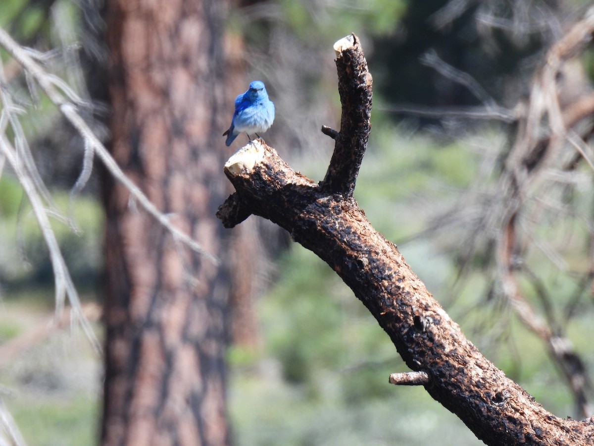 Mountain Bluebird - ML638387219