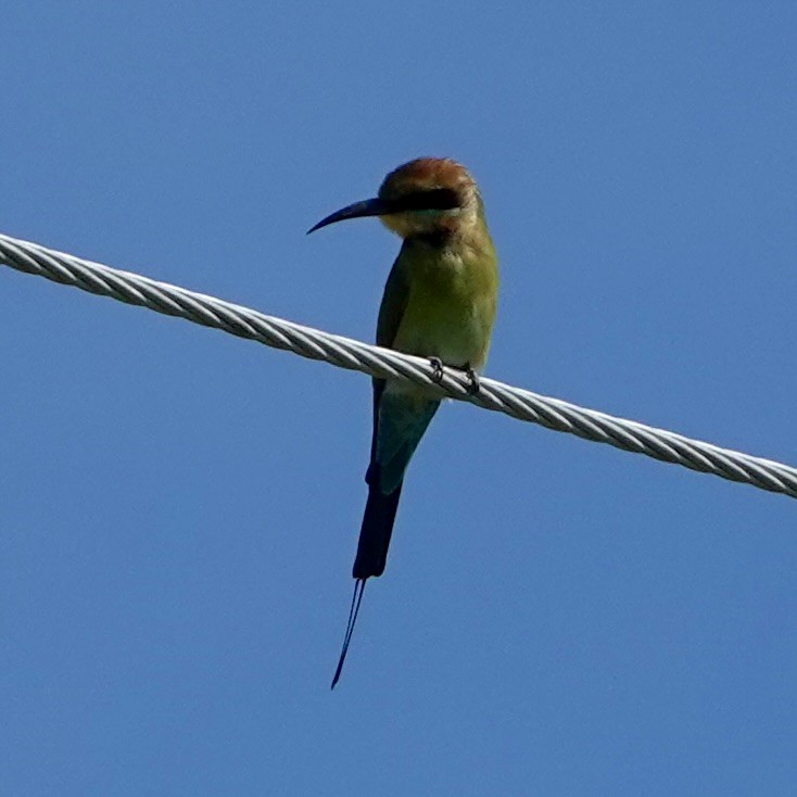 Rainbow Bee-eater - ML638387223