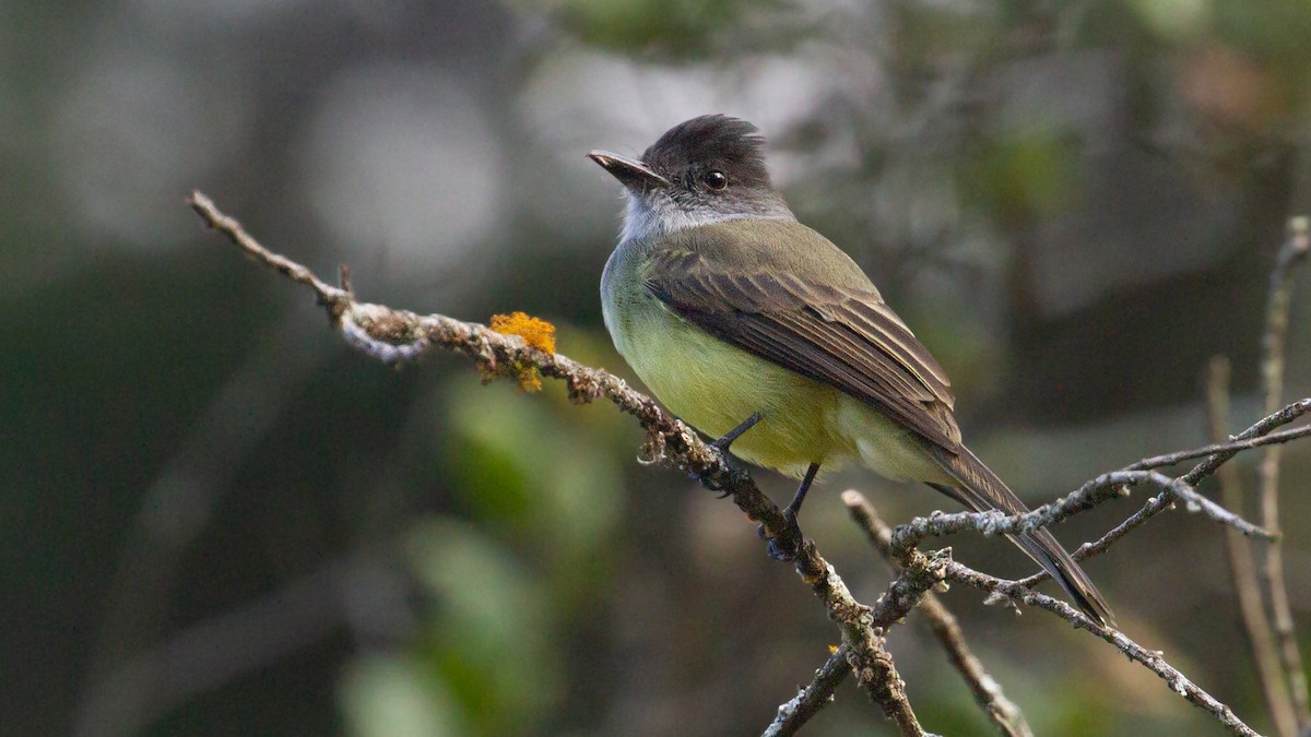 tanımsız Tyrannidae sp. - ML638387225
