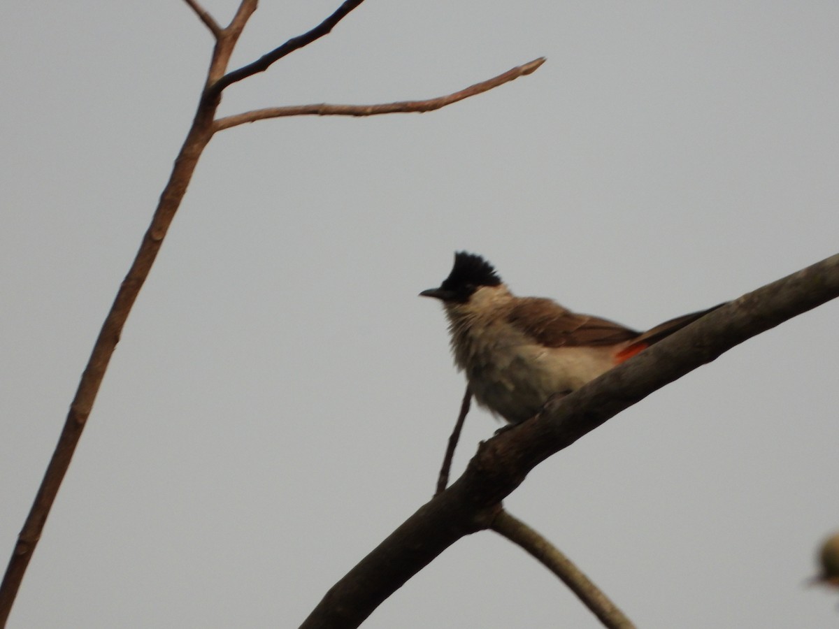 Sooty-headed Bulbul - ML638387226