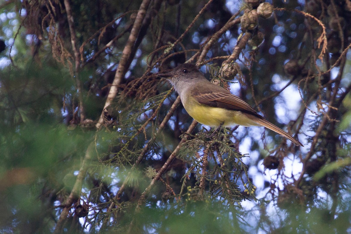 tanımsız Tyrannidae sp. - ML638387228