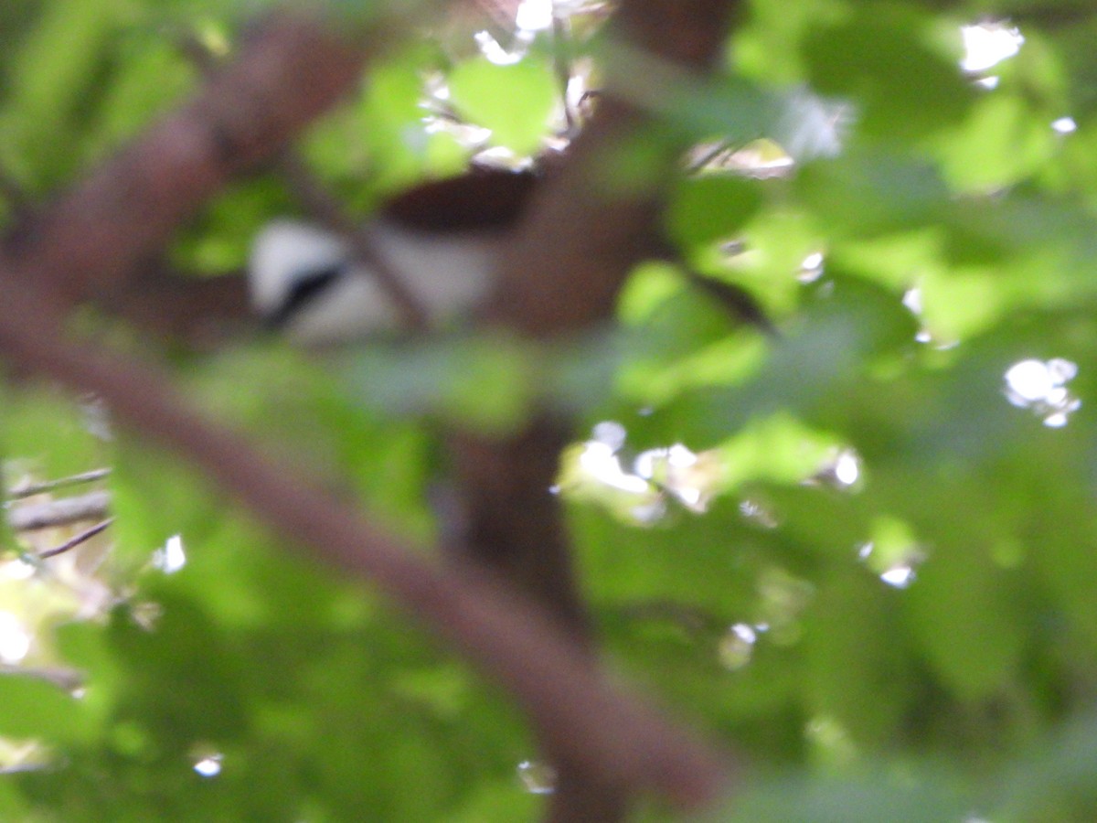 White-crested Laughingthrush - ML638387232