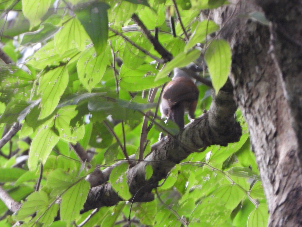 White-crested Laughingthrush - ML638387235
