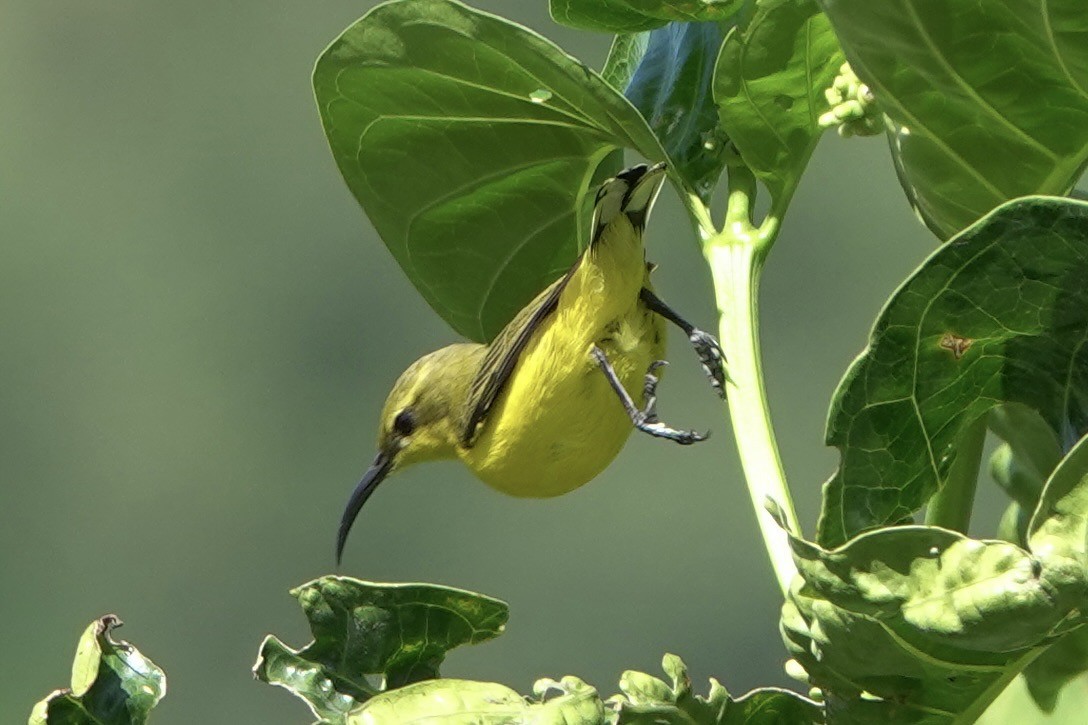 Sahul Sunbird - ML638387236