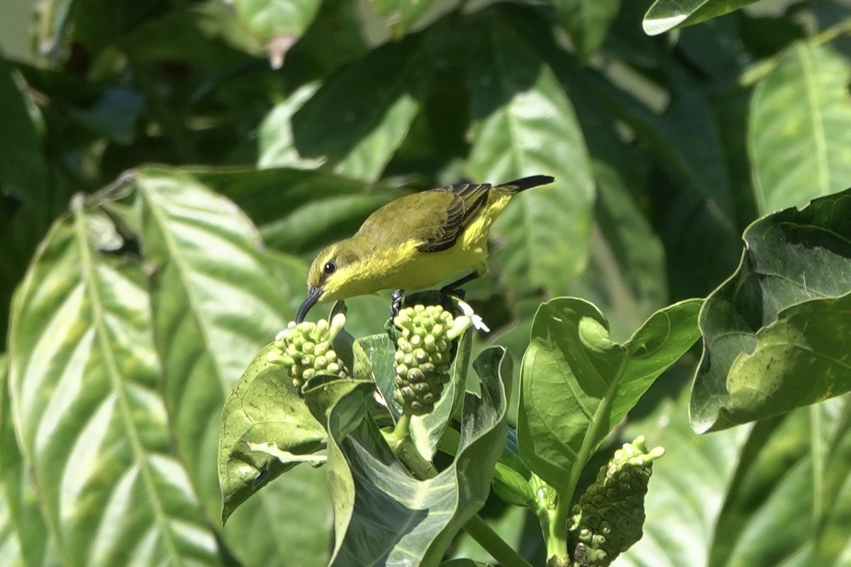 Sahul Sunbird - ML638387237