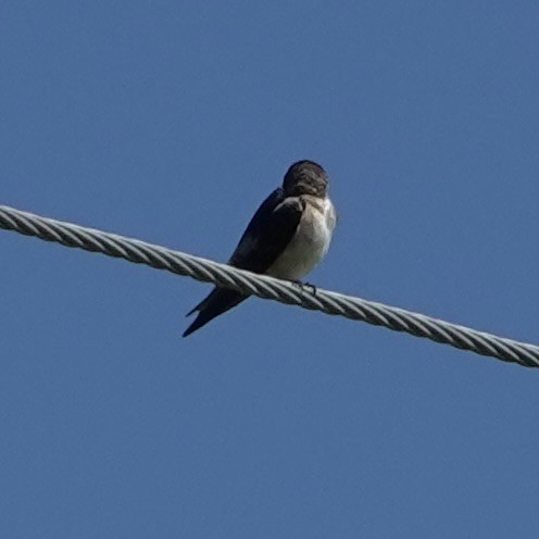 Tree Martin - ML638387244
