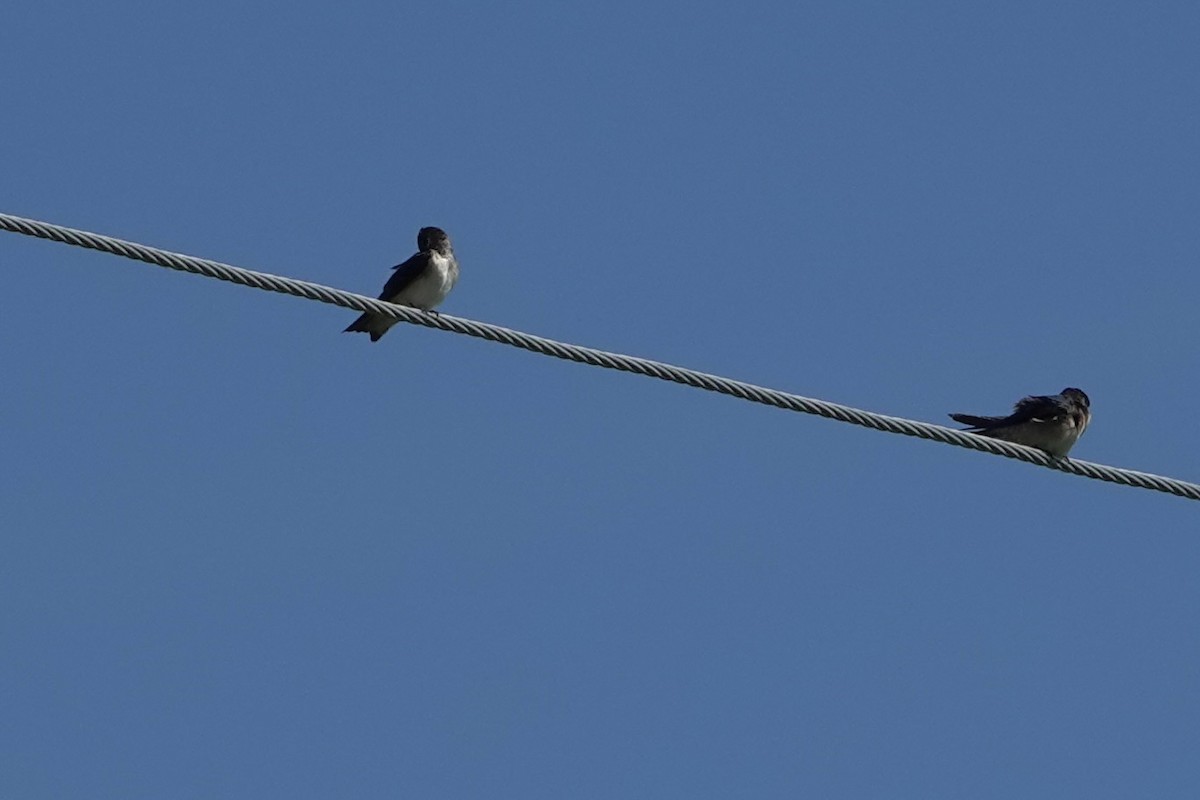 Tree Martin - ML638387246