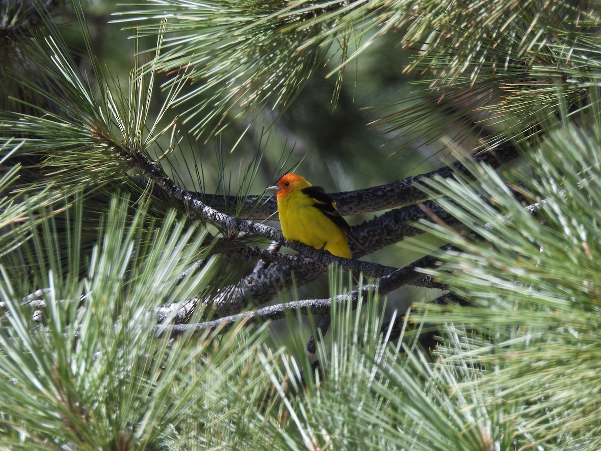 Western Tanager - ML638387250