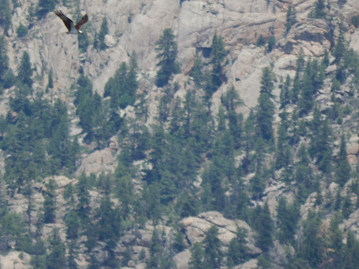 Osprey - ML638387252