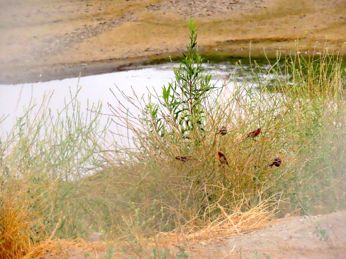 House Finch - ML638387256