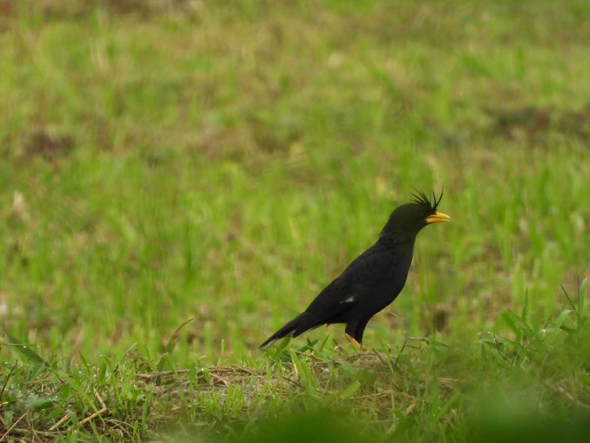 Great Myna - ML638387260