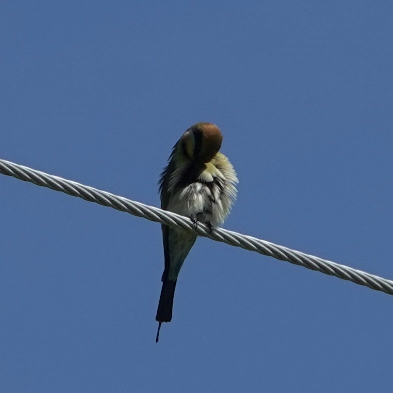 Rainbow Bee-eater - ML638387262