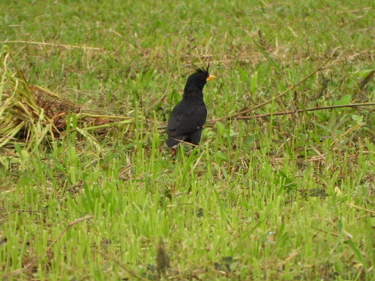 Great Myna - ML638387264