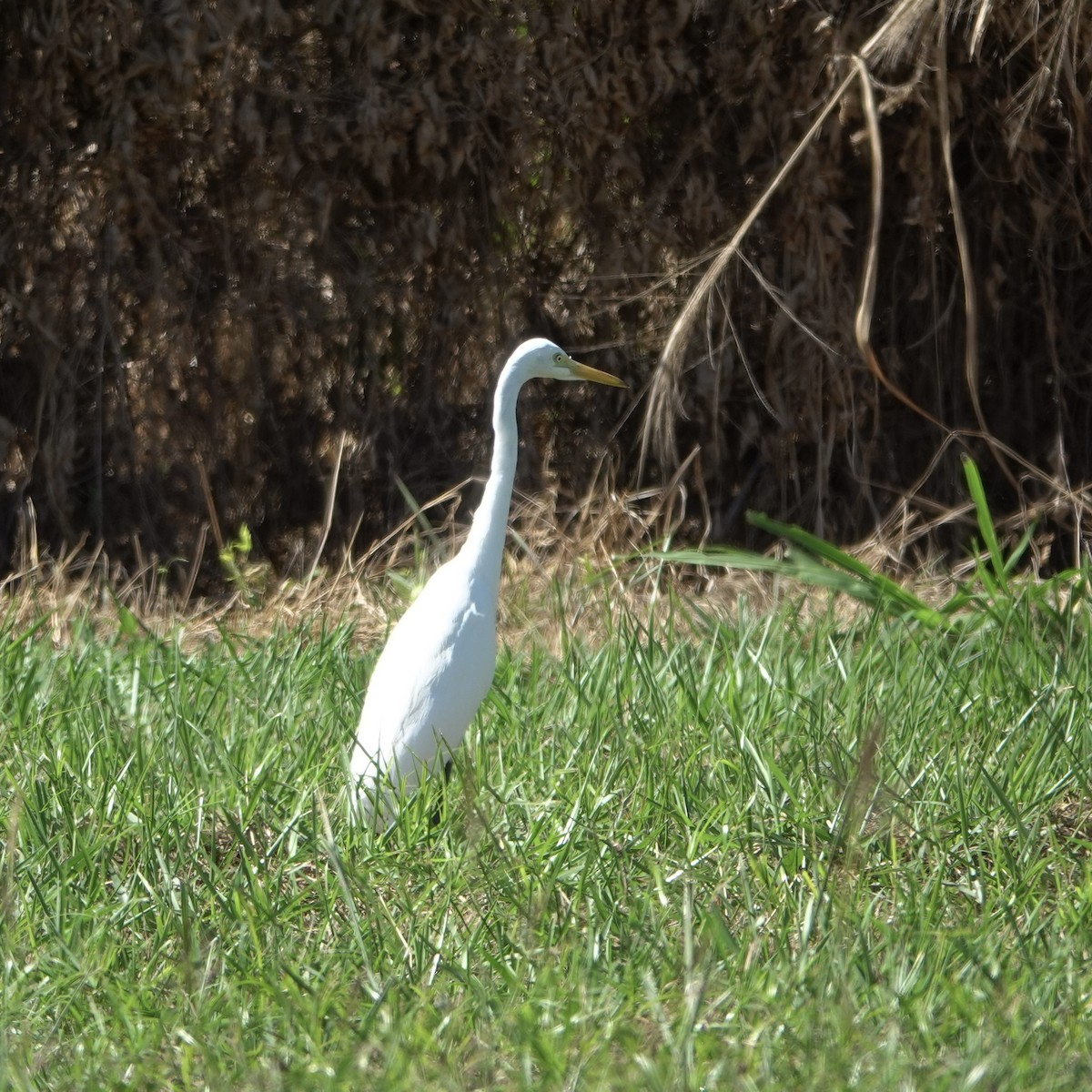 Great Egret - ML638387270