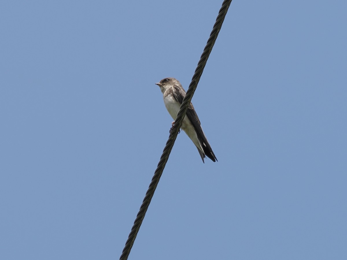 Northern Rough-winged Swallow - ML638387271