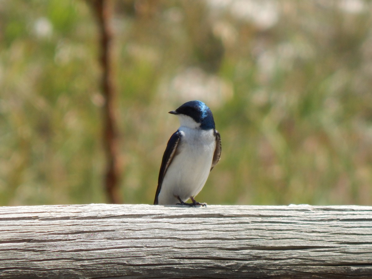 Tree Swallow - ML638387273