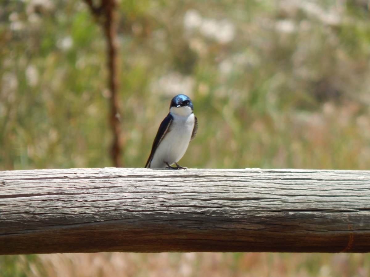 Tree Swallow - ML638387274