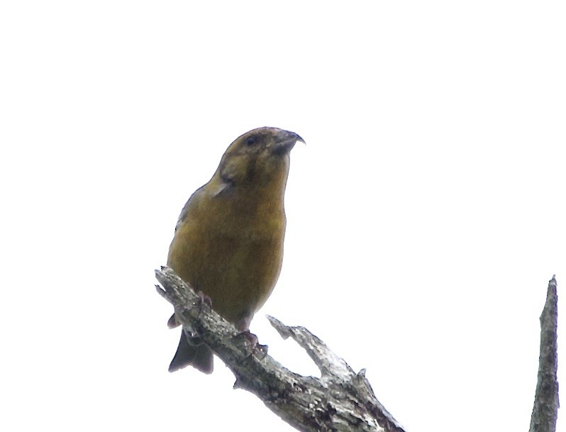 Red Crossbill - ML638387277