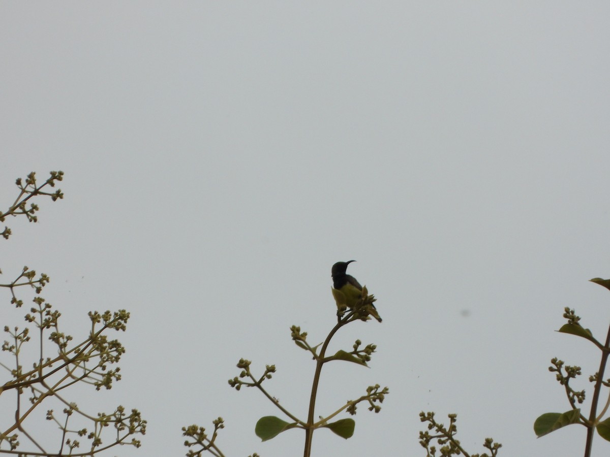 Ornate Sunbird - ML638387279