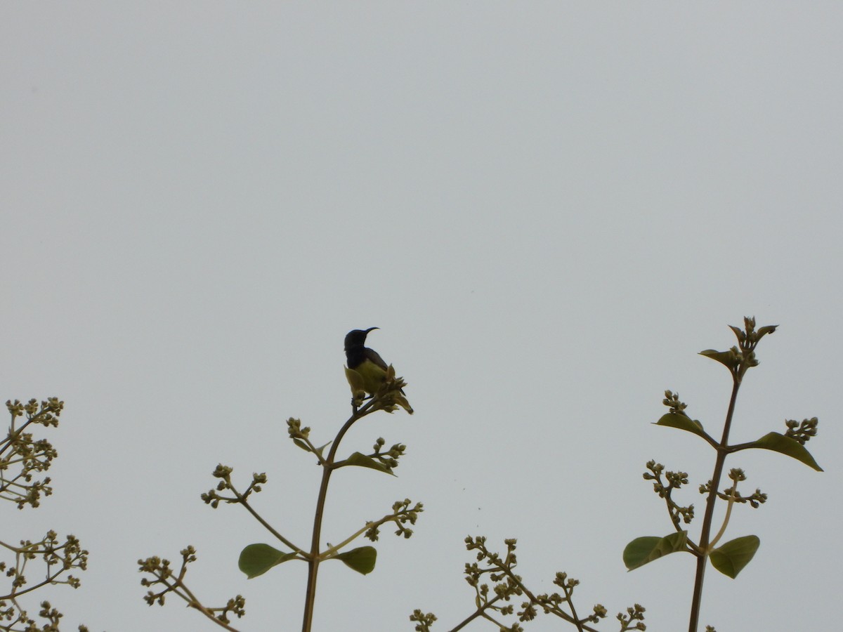 Ornate Sunbird - ML638387280