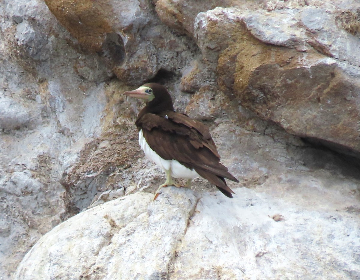 Cocos Booby (Brewster's) - ML638387295