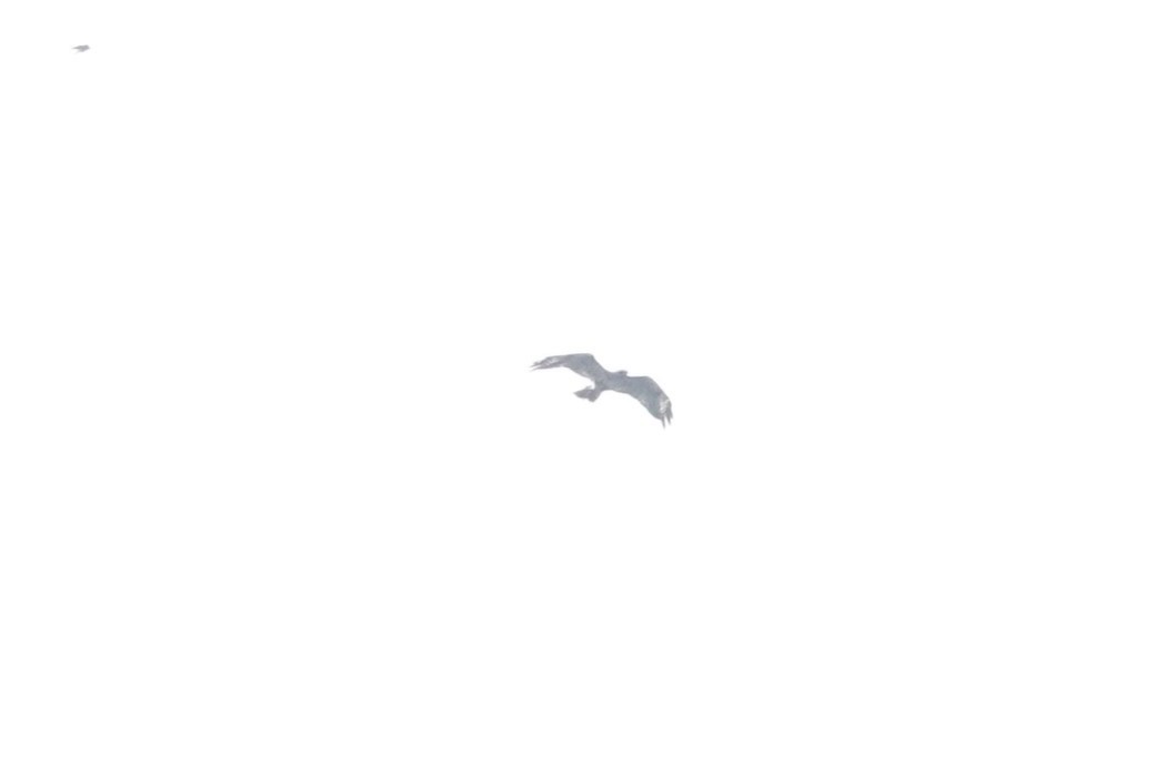 Accipitridae sp. (hawk sp.) - ML638387297