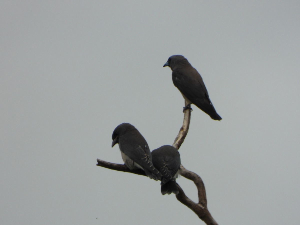 Ashy Woodswallow - ML638387319